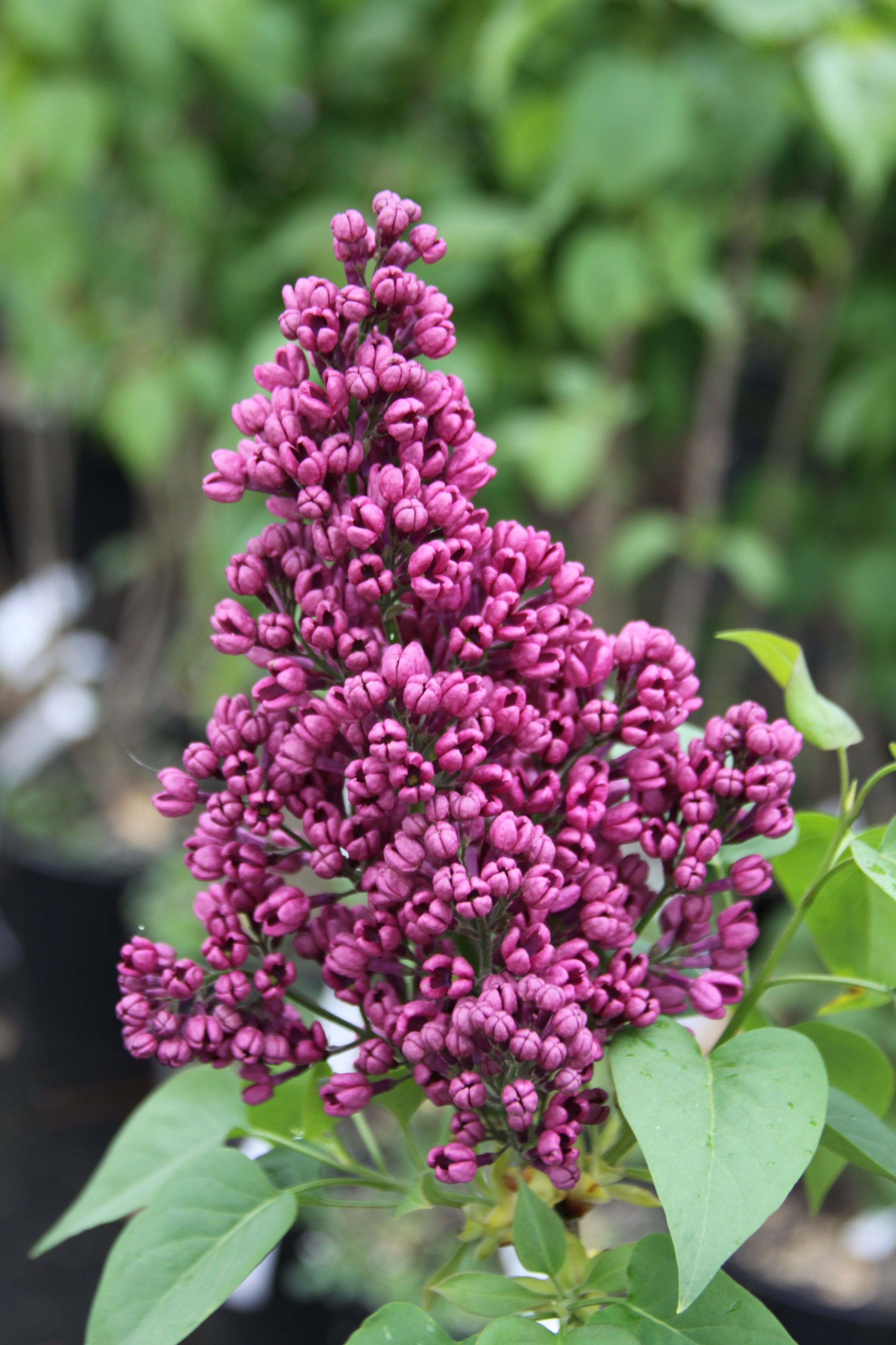 "Zarja Komunisma'' Syringa vulgaris